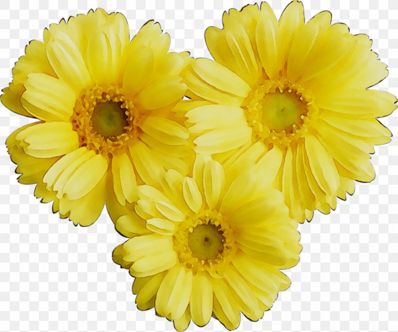 Transvaal Daisy Chrysanthemum Cut Flowers Russia Argyranthemum, PNG, 1219x1016px, Transvaal Daisy, Annual Plant, Argyranthemum, Artificial Flower, Aster Download Free