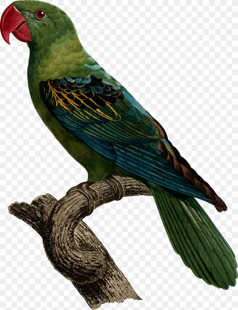 Bird Great-billed Parrot Blue-naped Parrot Psittacinae Modest Tiger Parrot, PNG, 1840x2400px, Bird, Beak, Bluenaped Parrot, Common Pet Parakeet, Fauna Download Free
