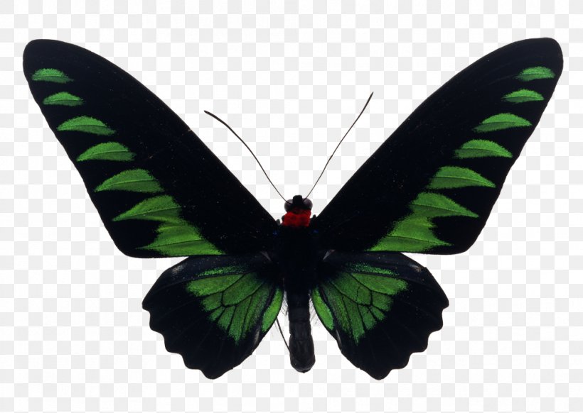 Butterfly Rajah Brooke's Birdwing Stock Photography Royalty-free, PNG, 1011x718px, Butterfly, Arthropod, Birdwing, Brush Footed Butterfly, Getty Images Download Free