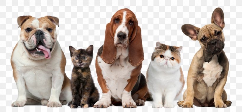 Cat Dog Puppy Kitten Pet, PNG, 1000x463px, Cat, Carnivoran, Cats Dogs, Companion Dog, Dog Download Free