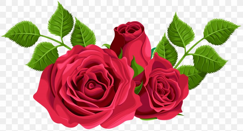 Garden Roses Centifolia Roses Clip Art, PNG, 8000x4325px, Centifolia Roses, Black Rose, Cut Flowers, Floral Design, Floribunda Download Free