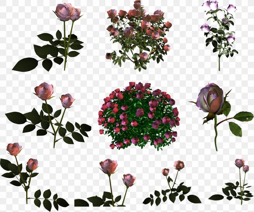 Garden Roses Shrub, PNG, 4748x3968px, Garden Roses, Branch, Cut Flowers, Digital Image, Flora Download Free