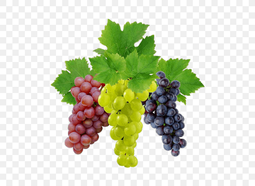 Grape Seedless Fruit Fruit Grape Leaves Natural Foods, PNG, 600x600px, Grape, Accessory Fruit, Berry, Currant, Flower Download Free