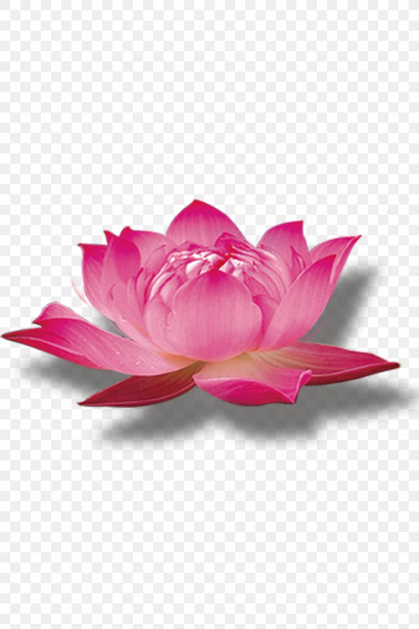 Nelumbo Nucifera Pink, PNG, 1024x1536px, Nelumbo Nucifera, Aquatic Plant, Color, Flower, Flowering Plant Download Free