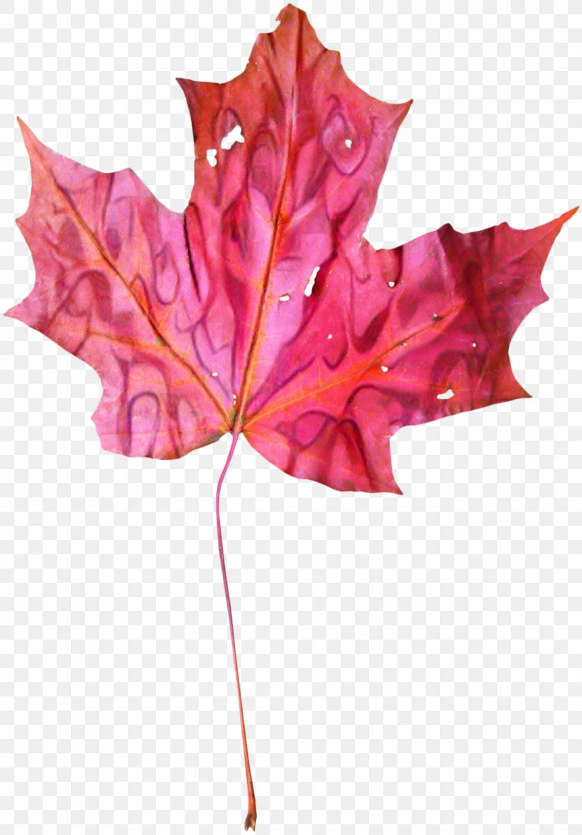 Red Maple Tree, PNG, 1115x1598px, Maple Leaf, Black Maple, Deciduous, Flower, Leaf Download Free