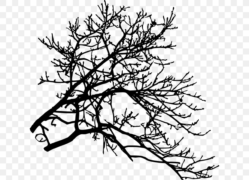 Twig Tree Branch, PNG, 624x595px, Twig, Austral Pacific Energy Png Limited, Black And White, Branch, Conifer Download Free