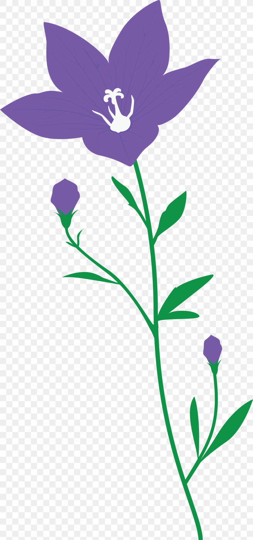 Balloon Flower, PNG, 1405x2999px, Balloon Flower, Flora, Floral Design, Flower, Herbaceous Plant Download Free