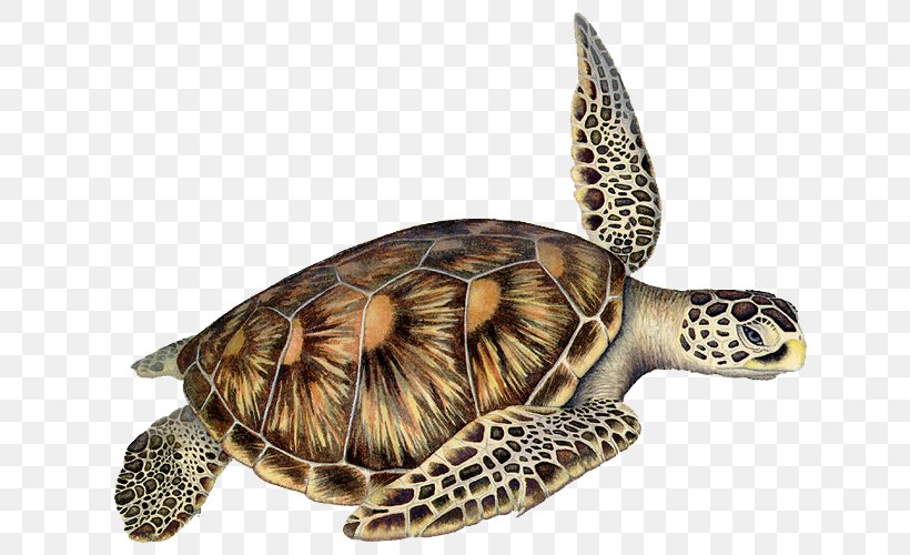 Box Turtles Loggerhead Sea Turtle Reptile, PNG, 650x500px, Box Turtles, Animal, Box Turtle, Emydidae, Green Sea Turtle Download Free
