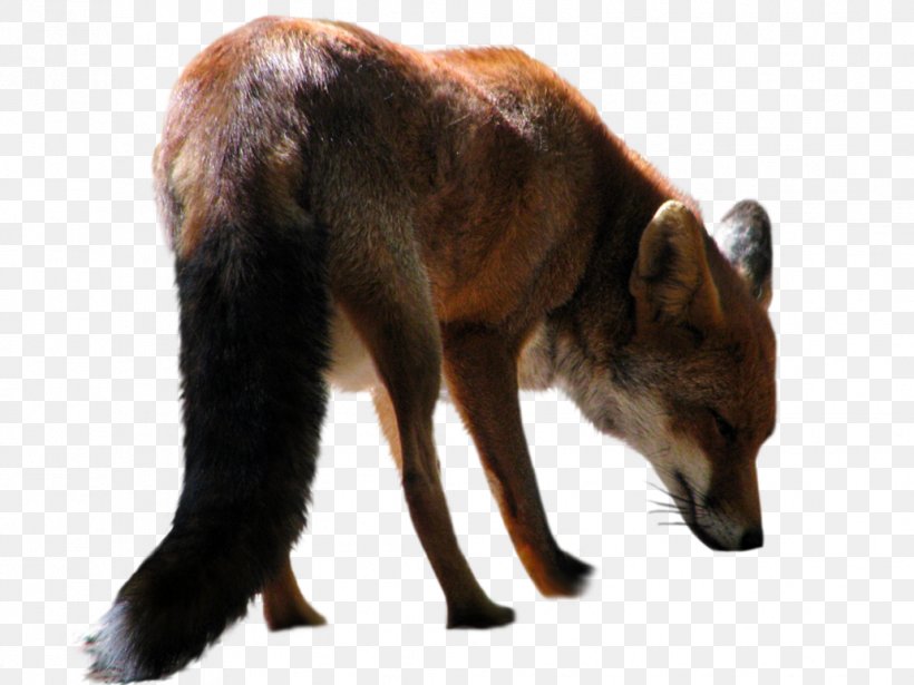 Clip Art, PNG, 1032x774px, Fox, Cut Out, Dhole, Dog Like Mammal, Fauna Download Free