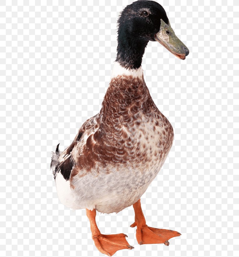Duck Clip Art Image File Format, PNG, 480x882px, Duck, Beak, Bird, Cygnini, Ducks Geese And Swans Download Free