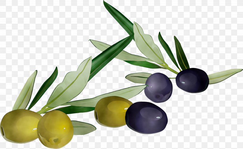 Olive Oil Product Superfood Olive + M, PNG, 4031x2474px, Olive, Flower, Flowering Plant, Food, Fruit Download Free