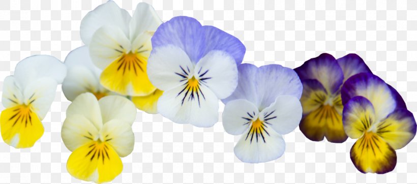 Pansy Violet Garden Image Internet, PNG, 951x420px, Pansy, Barefoot Blooms, Chemical Element, Flower, Flowering Plant Download Free