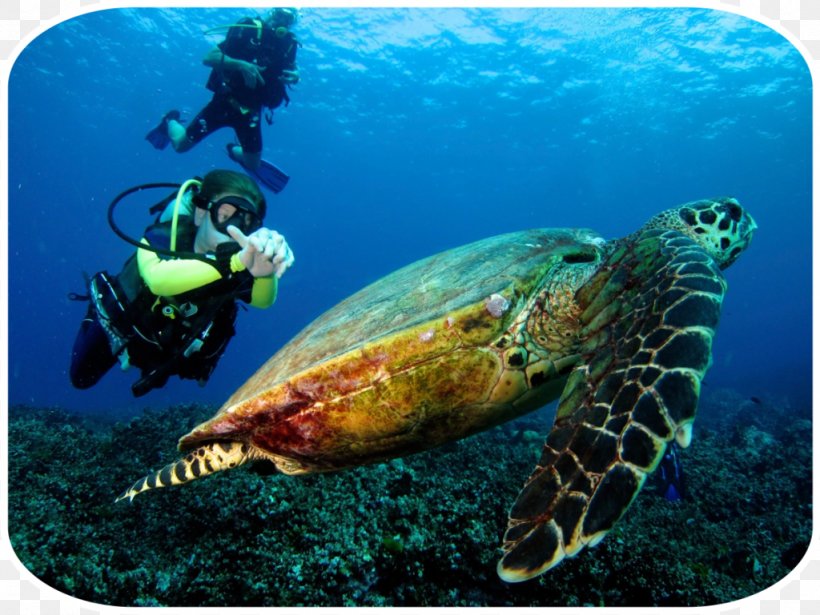 Phuket Province Similan Islands Phi Phi Islands Snorkeling Underwater Diving, PNG, 1024x769px, Phuket Province, Beach, Coral Reef, Divemaster, Hotel Download Free