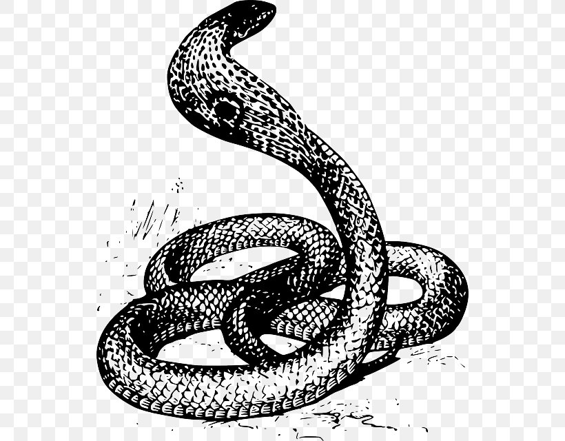 Snake Drawing King Cobra Clip Art, PNG, 540x640px, Snake, Black And White, Boa Constrictor, Boas, Cobra Download Free