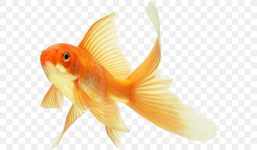 Comet Koi Common Goldfish Ryukin Keeping Goldfish, PNG, 568x480px, Comet, Aquarium, Bony Fish, Common Goldfish, Feeder Fish Download Free