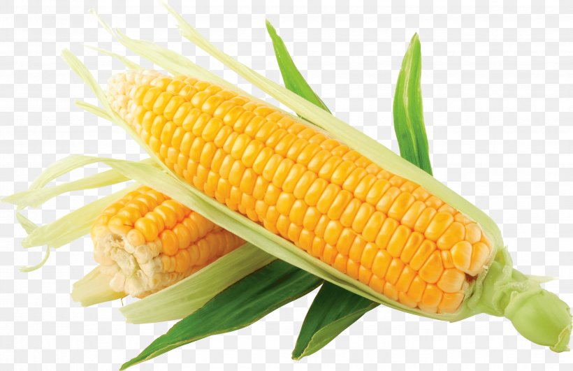 Maize Corn On The Cob Clip Art, PNG, 3506x2274px, Flint Corn, Baby Corn, Candy Corn, Commodity, Corn Kernel Download Free