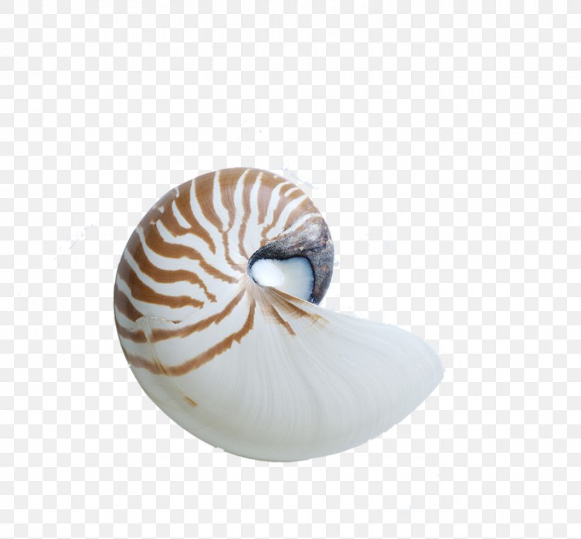 Chambered Nautilus Seashell Snail Nautilidae, PNG, 920x856px, Nautilidae, Chambered Nautilus, Conch, Conchology, Gastropod Shell Download Free