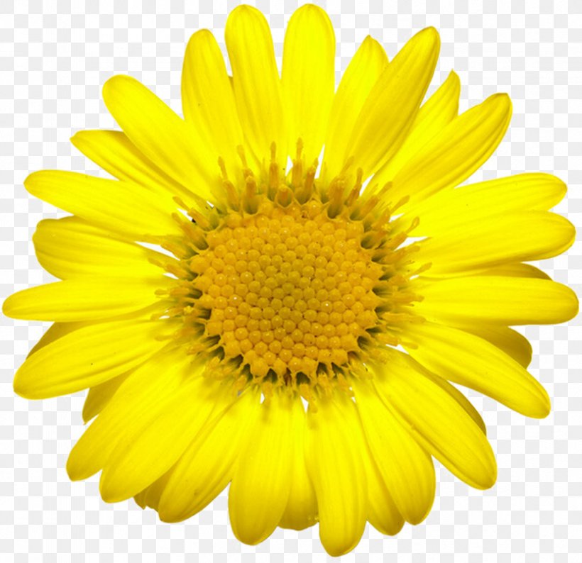 Common Sunflower Sunflower Seed Clip Art, PNG, 831x805px, Common Sunflower, Black And White, Chrysanthemum Coronarium, Chrysanths, Daisy Download Free
