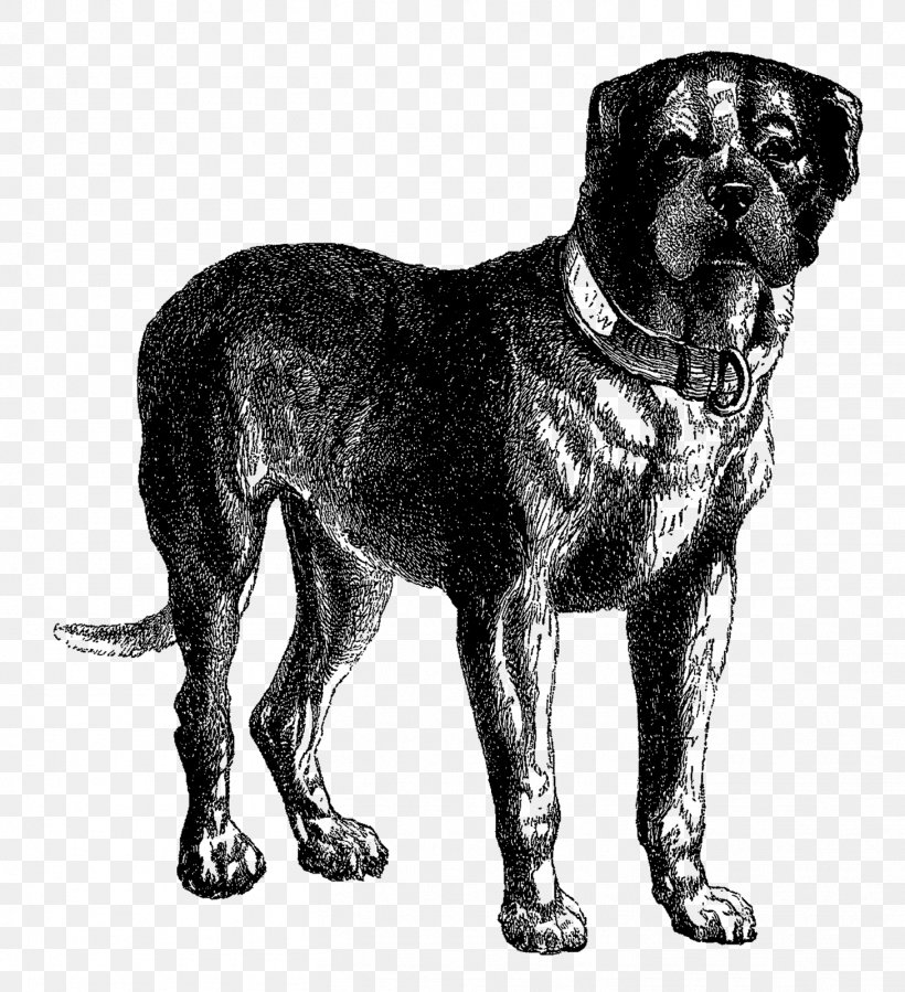 English Mastiff Neapolitan Mastiff Tibetan Mastiff Bullmastiff Great Dane, PNG, 1459x1600px, English Mastiff, Animal, Black And White, Breed, Bullmastiff Download Free