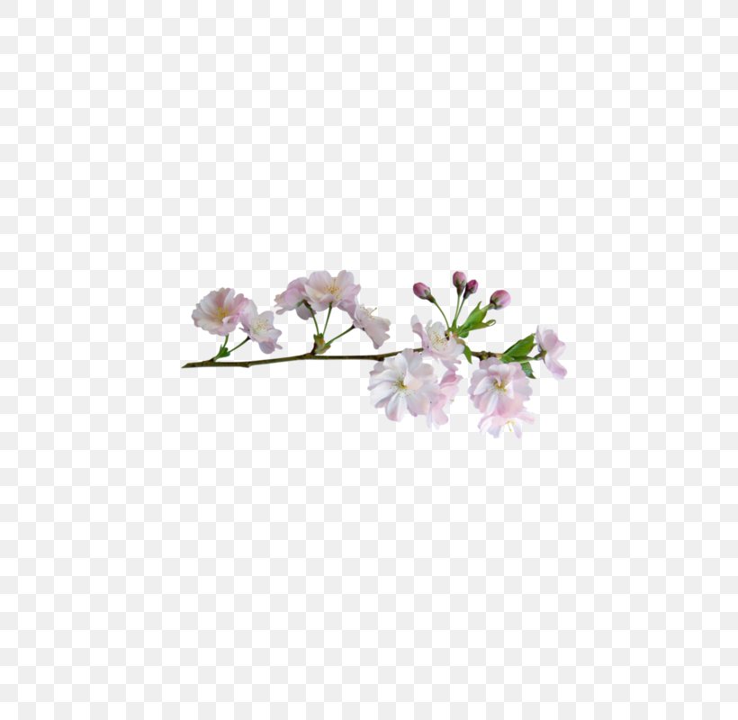 Flower, PNG, 800x800px, Flower, Blossom, Branch, Cherry Blossom, Flooring Download Free