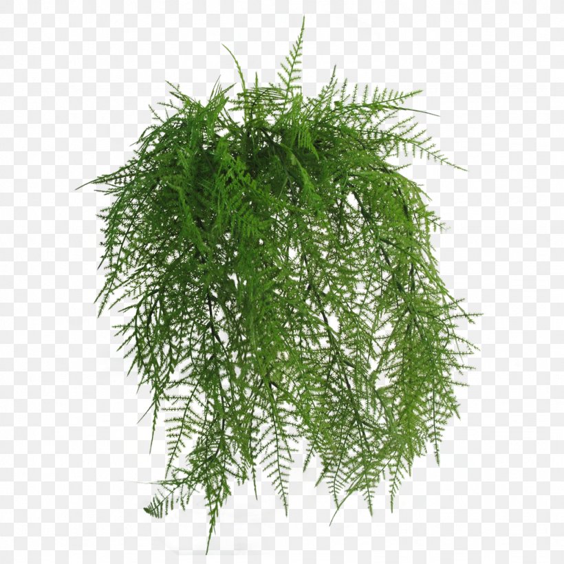 Flowerpot Wreath Wayfair Ornamental Grass, PNG, 1024x1024px, Flower, Artificial Flower, Evergreen, Fern, Ferns And Horsetails Download Free