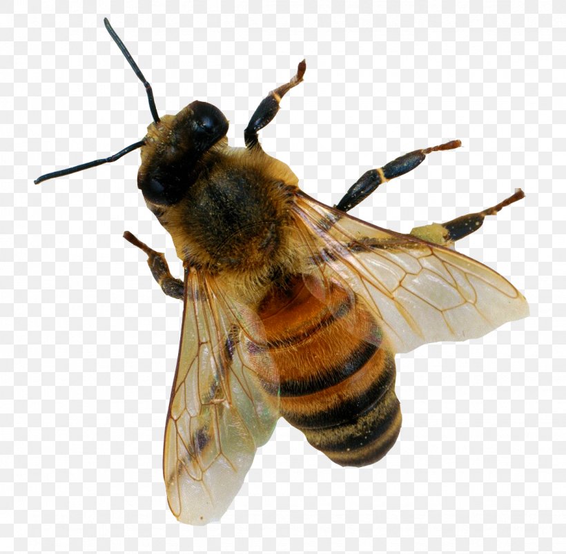 Honey Bee Insect, PNG, 1125x1104px, Bee, Apitoxin, Arthropod, Bumblebee, Fly Download Free