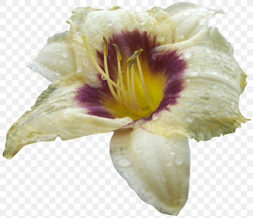 Petal Cut Flowers, PNG, 900x776px, Petal, Cut Flowers, Daylily, Flower Download Free
