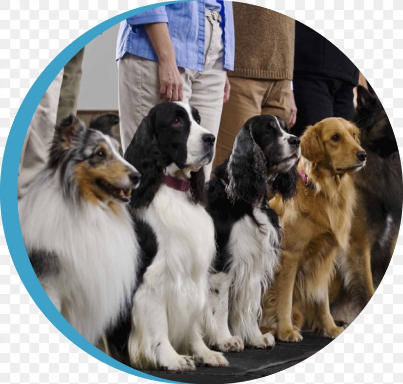 Puppy Golden Retriever Cesar's Way Dog Training Obedience Training, PNG, 1161x1110px, Puppy, Borzoi, Canine Good Citizen, Clicker, Companion Dog Download Free