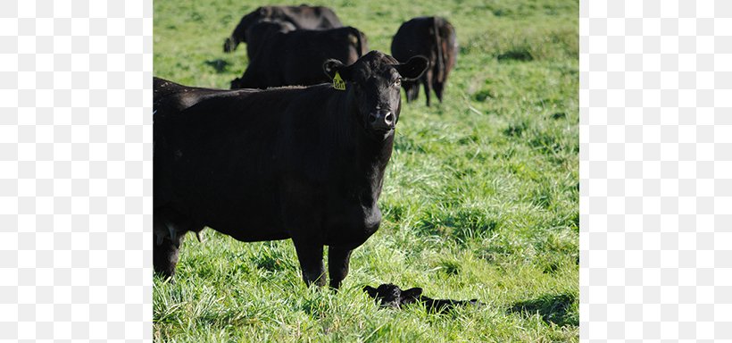 Calf Cattle Pasture Ox Grazing, PNG, 714x384px, Calf, Bull, Buyer, Cattle, Cattle Like Mammal Download Free