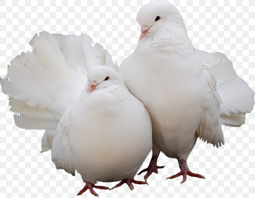 Domestic Pigeon Columbidae Bird, PNG, 1280x994px, Domestic Pigeon, Beak, Bird, Chicken, Columbidae Download Free