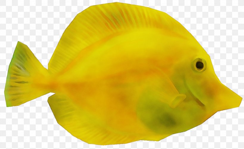 Fish Fish Yellow Fin Butterflyfish, PNG, 1161x713px, Watercolor, Bonyfish, Butterflyfish, Fin, Fish Download Free