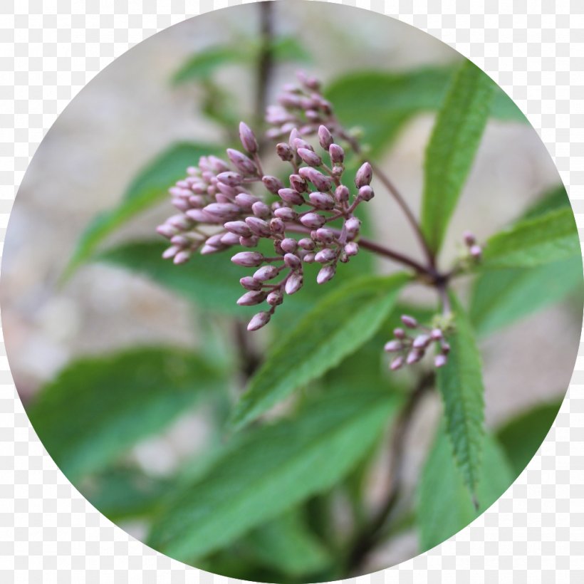 Herb, PNG, 1019x1019px, Herb, Lilac, Plant Download Free