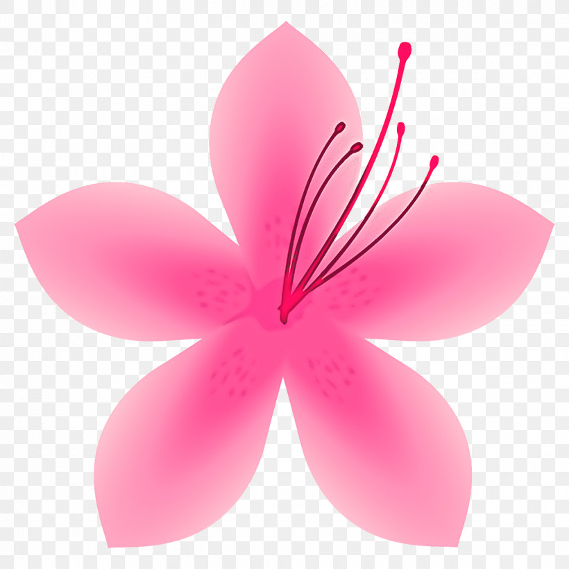 Petal Pink Flower Plant Hibiscus, PNG, 1200x1200px, Petal, Flower, Hibiscus, Pink, Plant Download Free