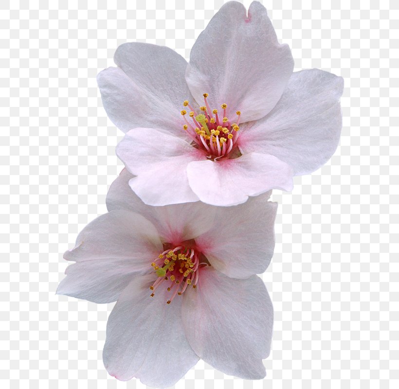 Cherry Blossom Flower Zazzle, PNG, 596x800px, Cherry Blossom, Blossom, Cherry, Flower, Flowering Plant Download Free