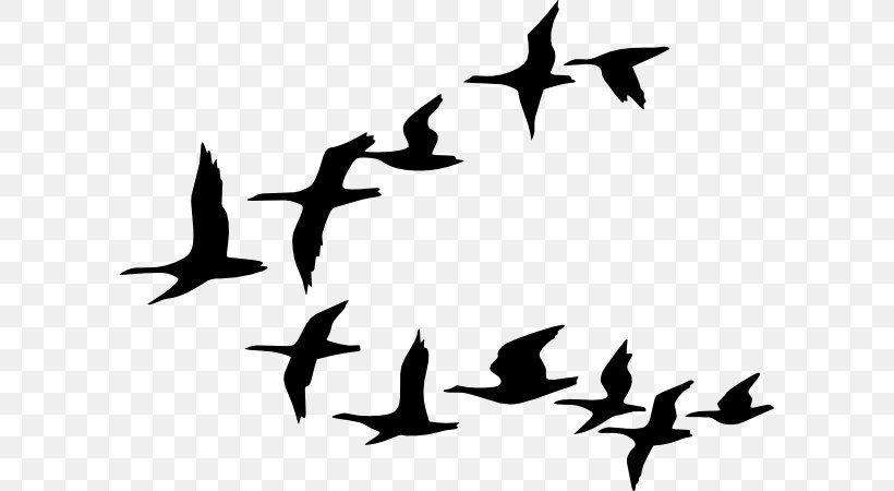 Duck Goose Bird Flock Clip Art, PNG, 600x450px, Duck, Beak, Bird, Bird Flight, Black And White Download Free