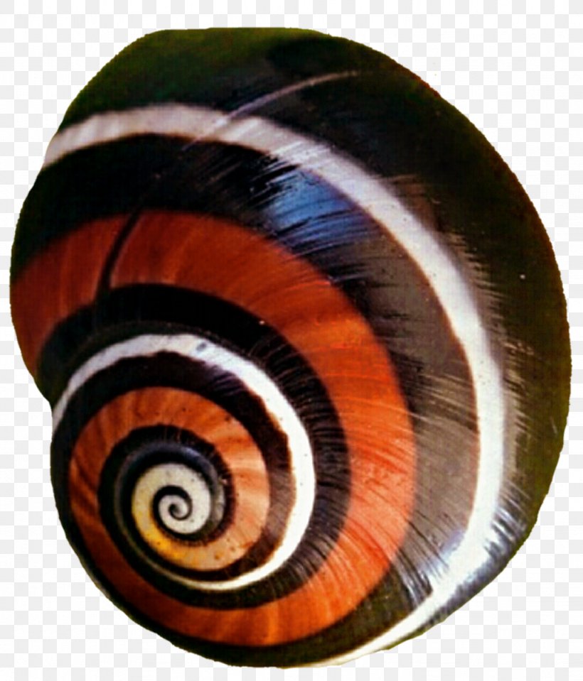 Snail Gastropods Invertebrate Spiral Slug, PNG, 1024x1198px, Snail, Facebook, Gastropods, Invertebrate, Molluscs Download Free