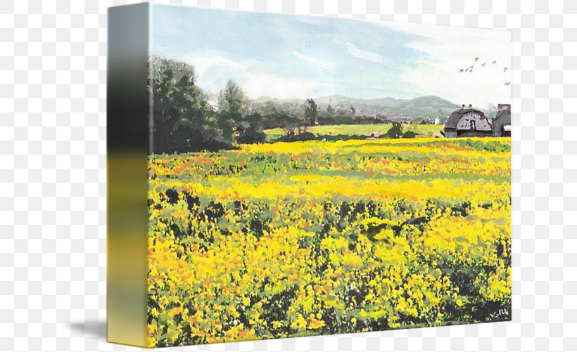 Canola Oil Yellow Gallery Wrap Canvas Maryland, PNG, 650x501px, Watercolor, Cartoon, Flower, Frame, Heart Download Free
