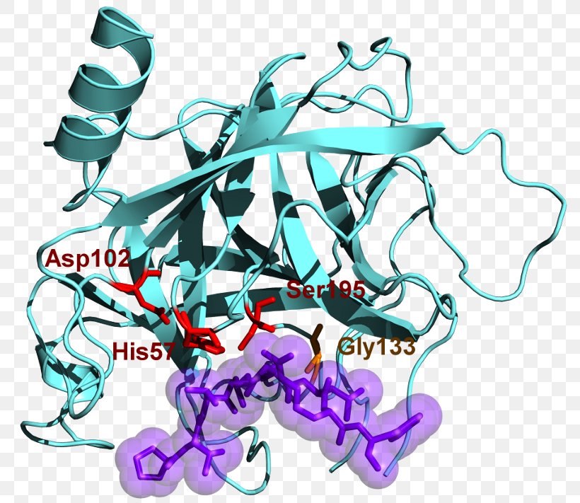 Chymotrypsinogen Protein Serine Protease, PNG, 800x711px, Chymotrypsin, Active Site, Amino Acid, Area, Art Download Free