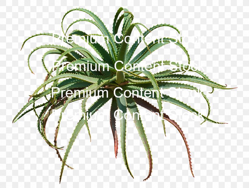 DeviantArt Plant, PNG, 1000x757px, Art, Aloe, Bit, Deviantart, Flowerpot Download Free