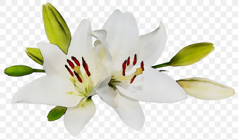 Easter Lily Clip Art Image Desktop Wallpaper Flower, PNG, 900x532px, Easter  Lily, Alstroemeriaceae, Cut Flowers, Easter,