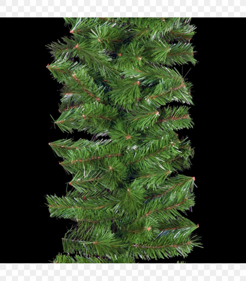 English Yew Evergreen Conifers Fir Spruce, PNG, 875x1000px, English Yew, Biome, Branch, Conifer, Conifers Download Free