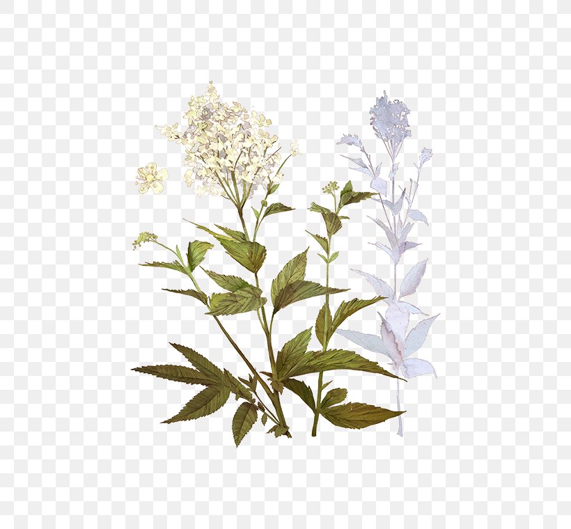 Meadowsweet Flowering Plant Plants Russia Shrub, PNG, 472x760px, Meadowsweet, Aroma, Branch, Filipendula, Flower Download Free