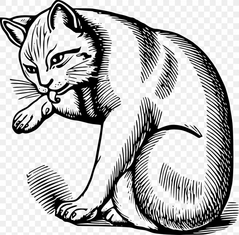 Whiskers Kitten Tabby Cat Domestic Short-haired Cat Wildcat, PNG, 1037x1024px, Whiskers, Artwork, Big Cats, Black And White, Carnivoran Download Free