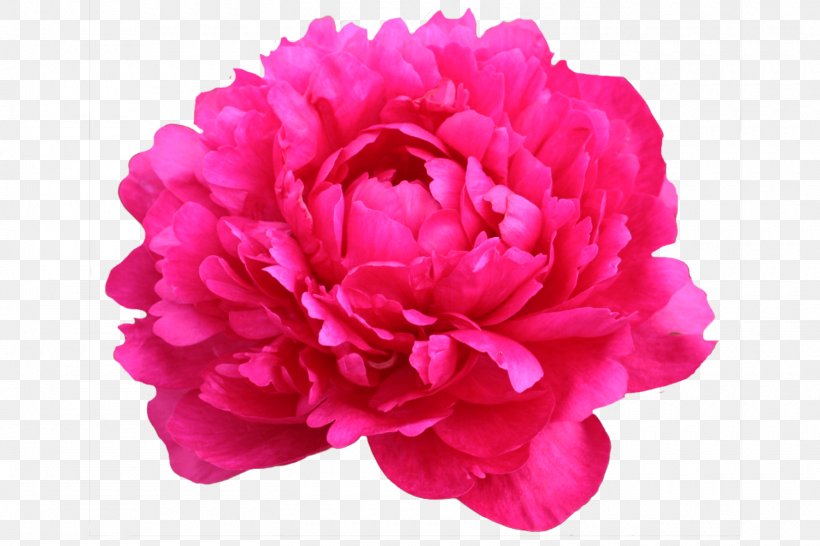 Chinese Peony Moutan Peony Tree Peony Cut Flowers, PNG, 1500x1000px, Chinese Peony, Bottle, Cabbage Rose, Carnation, Cut Flowers Download Free