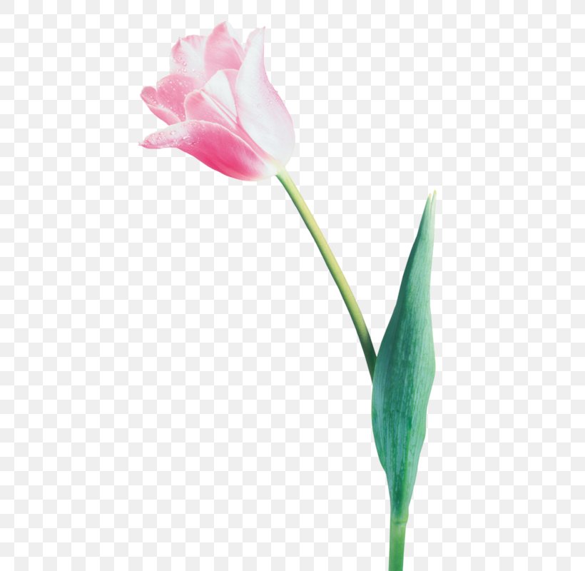 Tulip Flower Bouquet Clip Art, PNG, 458x800px, Tulip, Blume, Bud, Digital Image, Email Download Free
