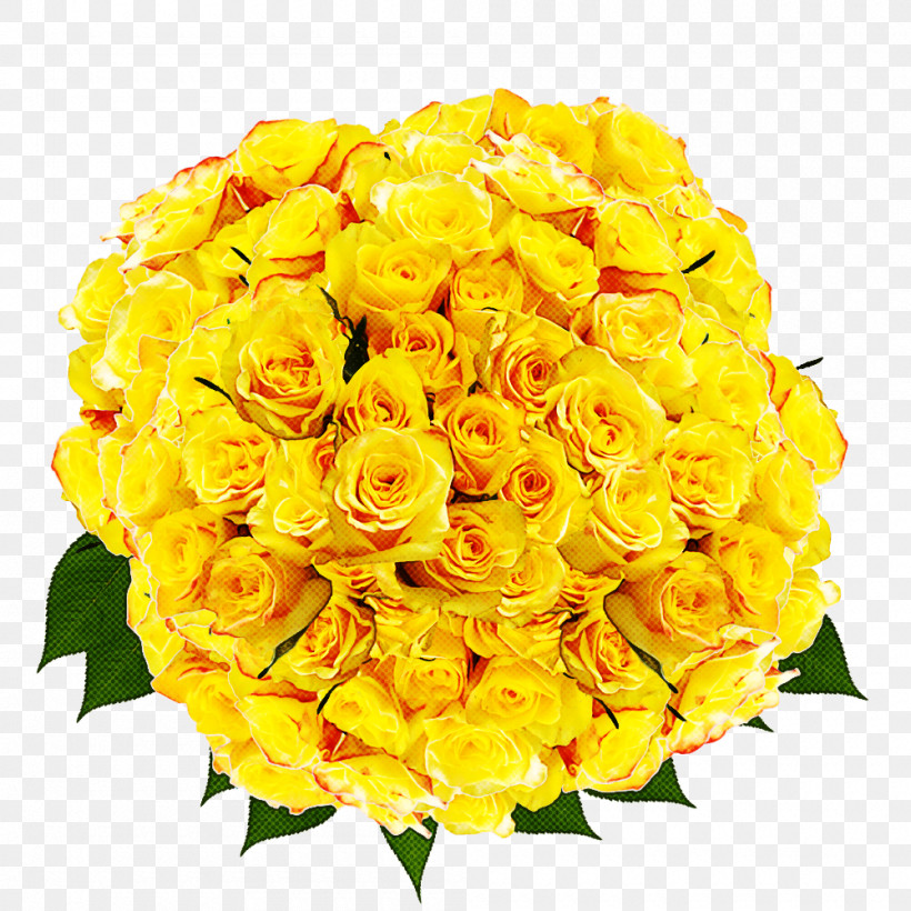 Garden Roses, PNG, 1000x1000px, Garden Roses, Cut Flowers, Floral Design, Floribunda, Flower Download Free