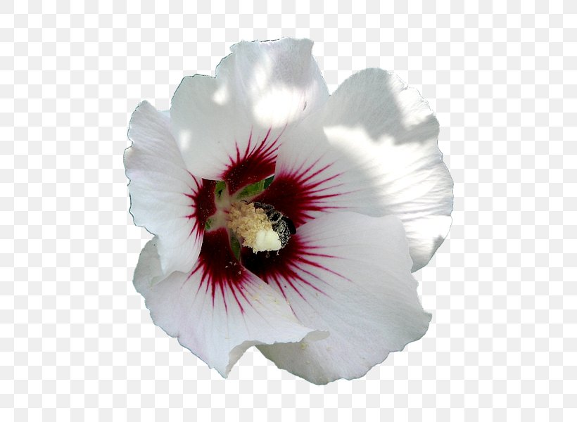 Rose Of Sharon Common Hibiscus Flower Bee, PNG, 600x600px, Rose Of Sharon, Bee, Bumblebee, Common Hibiscus, Floral Emblem Download Free
