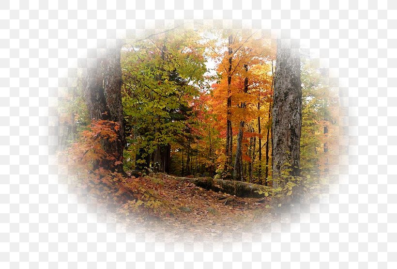 Autumn Painting Image PhotoFiltre, PNG, 740x555px, 2018, Autumn, Art, Broadleaved Tree, Forest Download Free