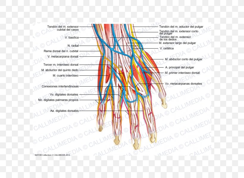 Blood Vessel Nerve Human Body Human Anatomy Nervous System, PNG, 600x600px, Blood Vessel, Blood, Circulatory System, Hand, Human Anatomy Download Free