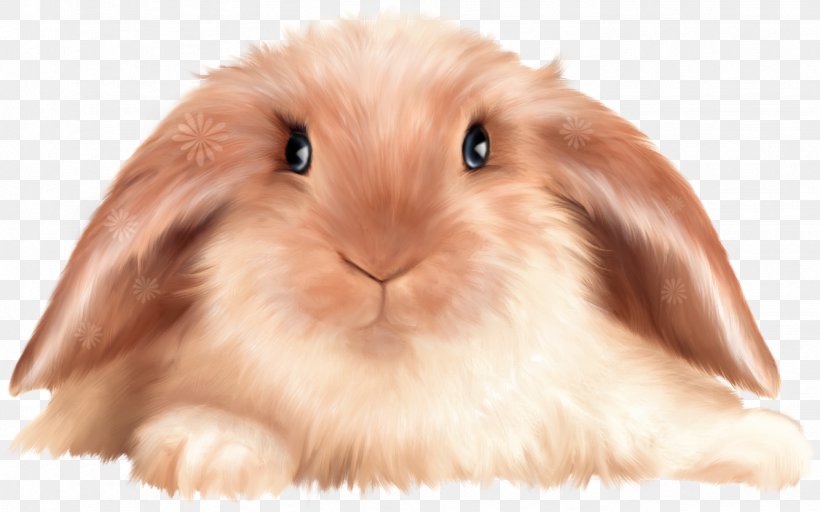 Domestic Rabbit Cartoon Clip Art Image, PNG, 1334x833px, Domestic Rabbit, Animal, Cartoon, Ear, Fur Download Free
